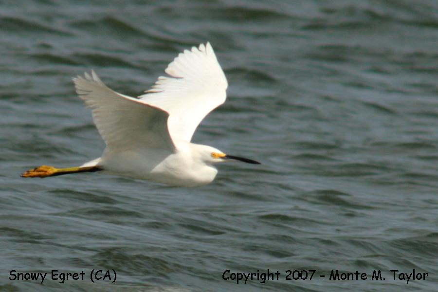 Snowy Egret -spring- (California)