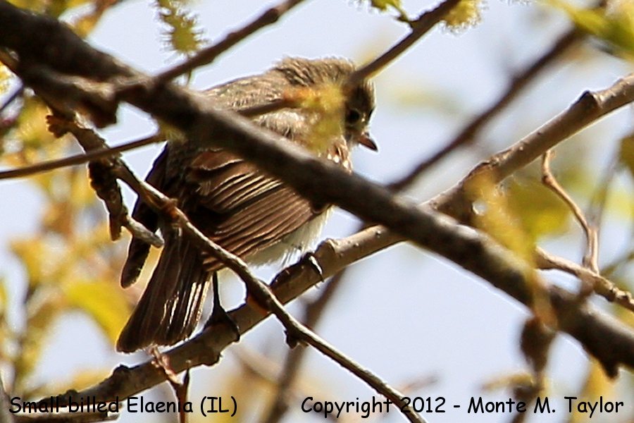 Small-billed Elaenia -Apr 22nd, 2012- (Chicago, Illinois)