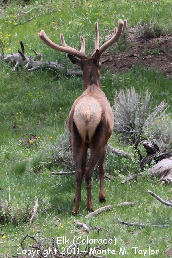 Elk -spring buck- (Rocky Mountain National Park, Colorado)