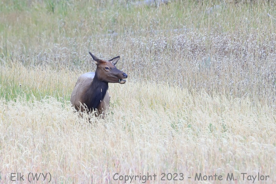 Elk -fall calf- (Yellowstone National Park, Wyoming)
