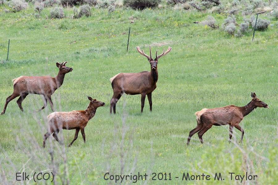 Elk -spring- (Colorado)