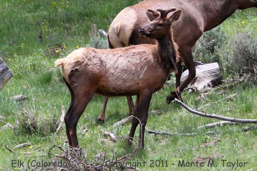  Elk -spring male- (Colorado)