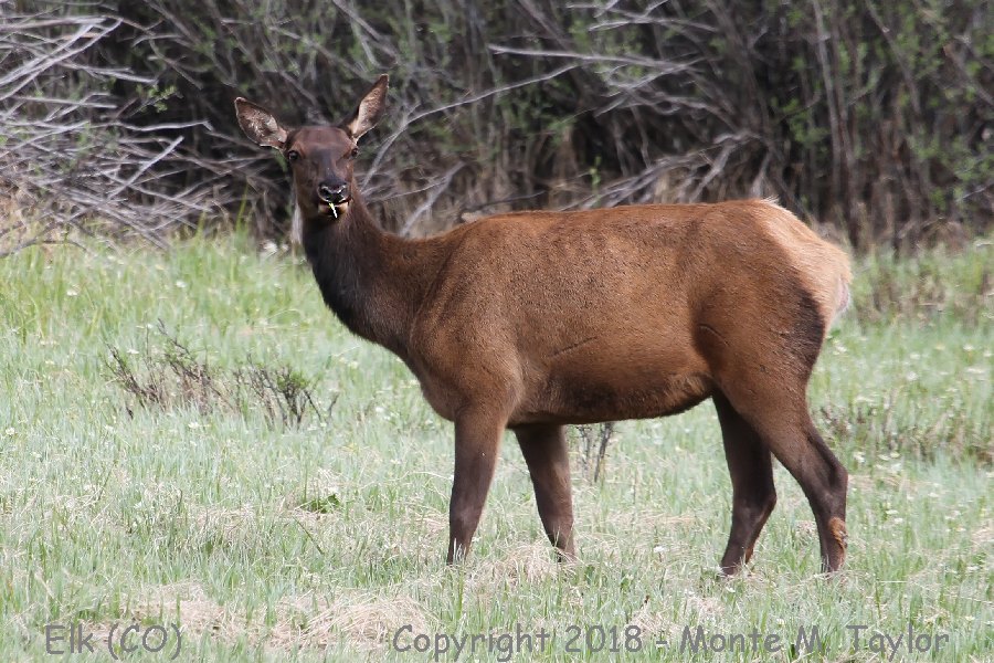 Elk -spring female- (Rocky Mountain National Park, Colorado)