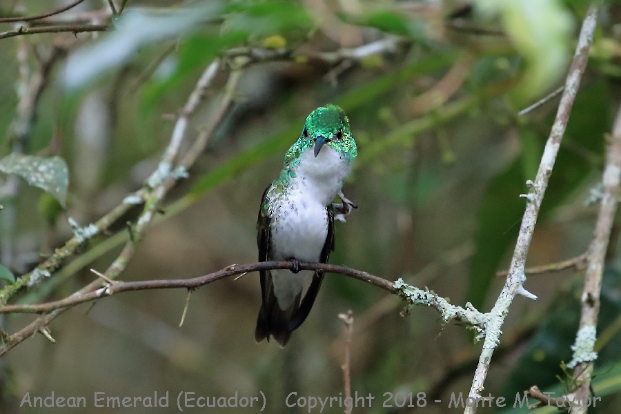 Andean Emerald -November Male- (Alambi, Ecuador)