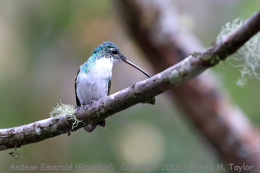 Andean Emerald -November Male- (Alambi, Ecuador)