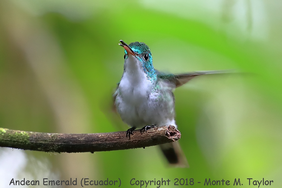 Andean Emerald -November Male- (Milpe Bird Sanctuary, Ecuador)