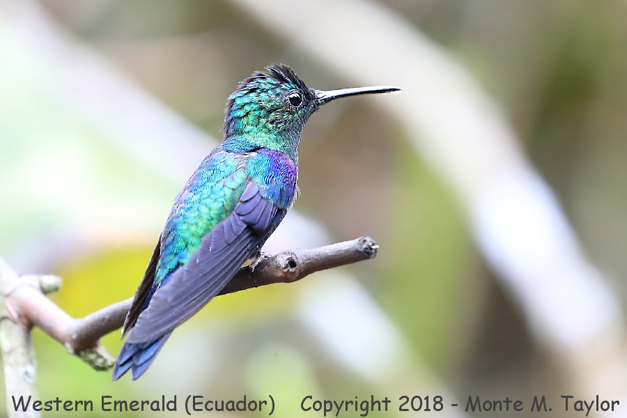 Western Emerald -November- (Alambi, Ecuador)