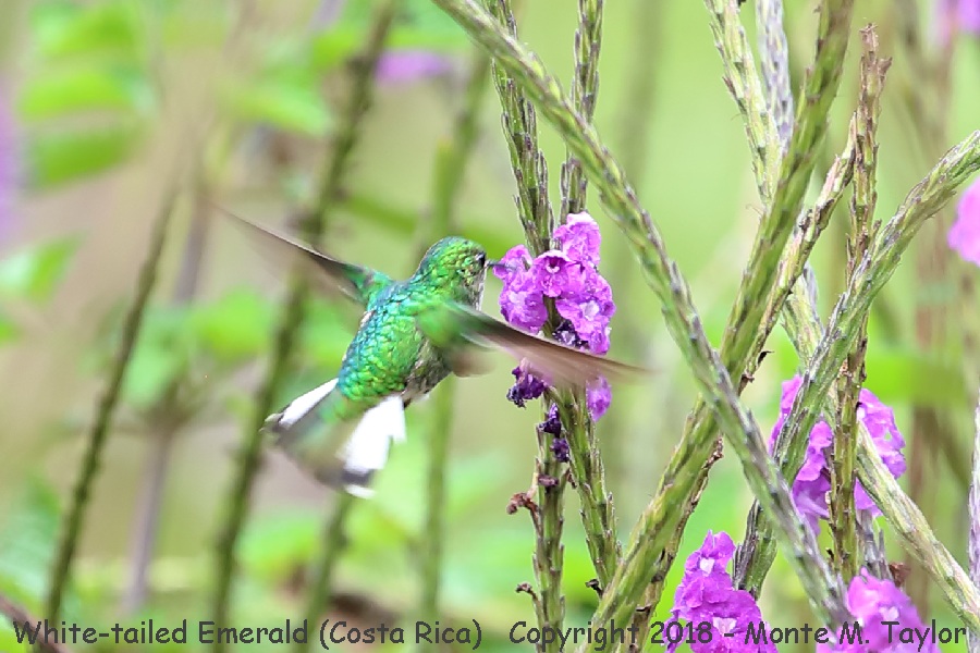 White-tailed Emerald -winter female- (Costa Rica)