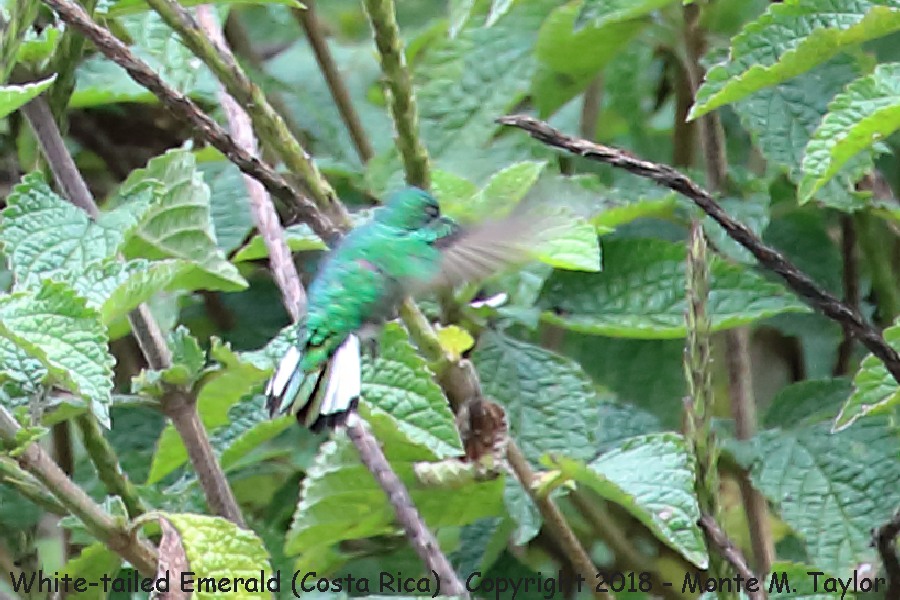 White-tailed Emerald -winter female- (Costa Rica)