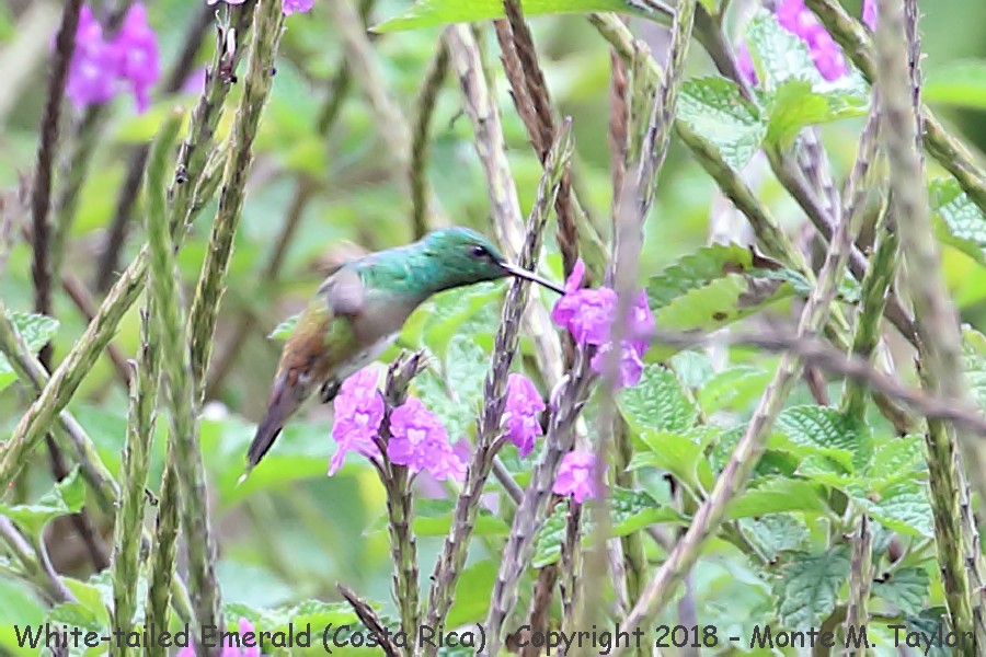 White-tailed Emerald -winter male- (Costa Rica)