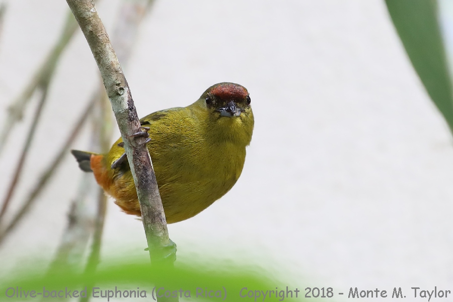 Olive-backed Euphonia -winter female- (Costa Rica)