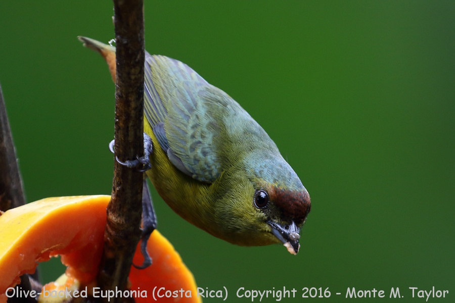 Olive-backed Euphonia -winter female- (Selva Verde, Costa Rica)