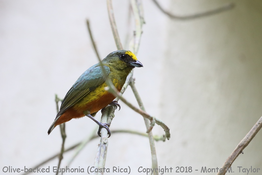 Olive-backed Euphonia -winter male- (Costa Rica)