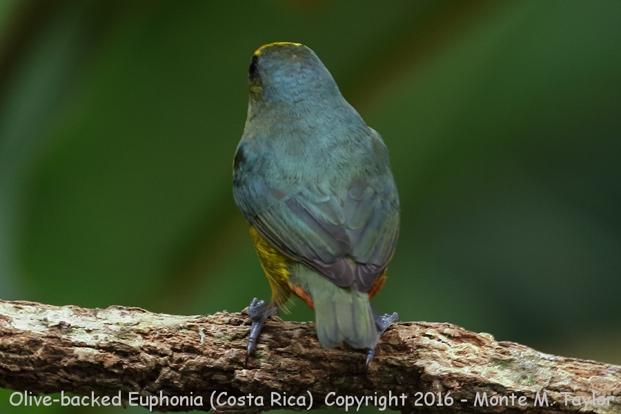 Olive-backed Euphonia -winter male- (Selva Verde, Costa Rica)