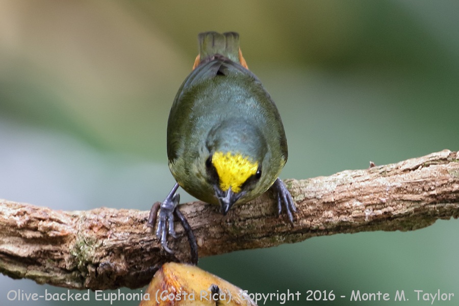 Olive-backed Euphonia -winter male- (Selva Verde, Costa Rica)