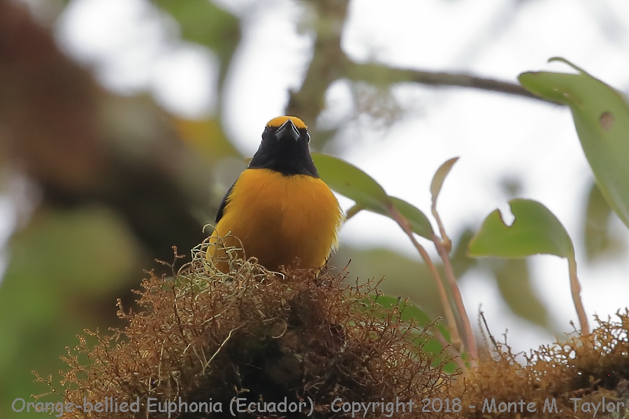 Orange-bellied Euphonia -November male- (Bellavista, Ecuador)