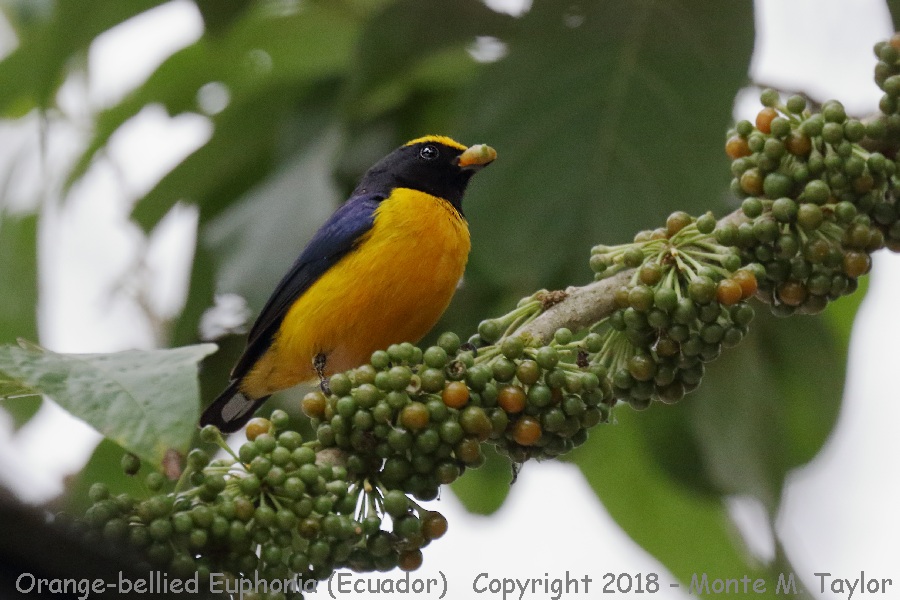 Orange-bellied Euphonia -November male- (Mindo, Ecuador)