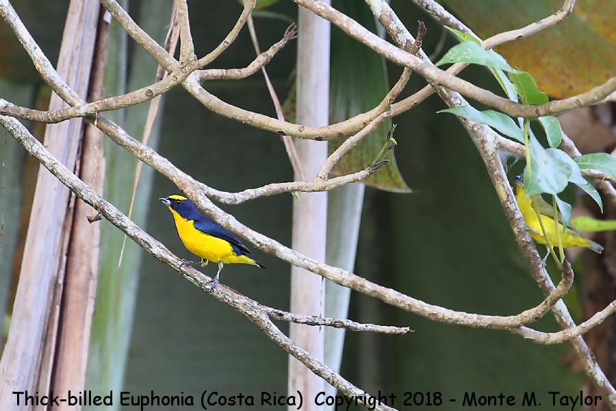 Thick-billed Euphonia -winter male & female- (Costa Rica)