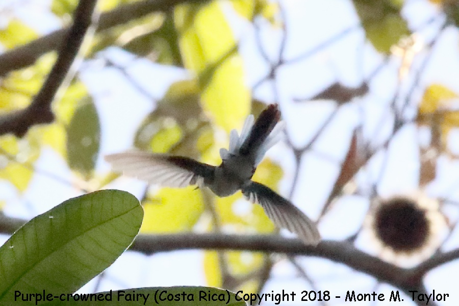 Purple-crowned Fairy -winter- (Costa Rica)