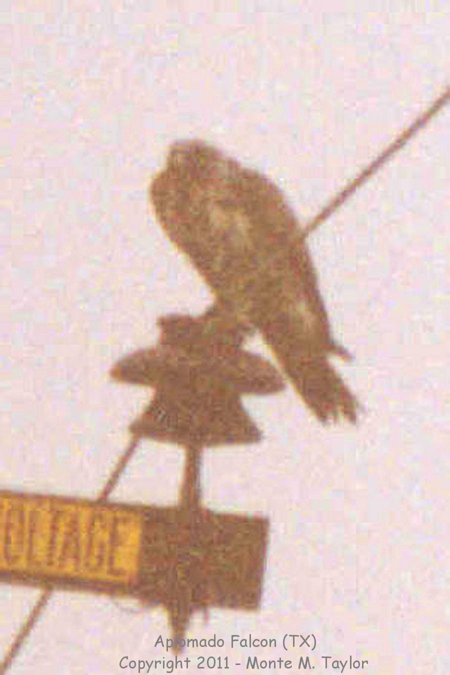 Aplomado Falcon -Jan 29th, 1992- (Marfa-Valentine, Texas)