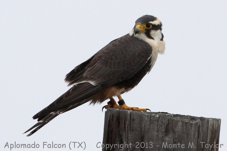 Aplomado Falcon -winter- (Laguna Atascosa NWR, Texas)