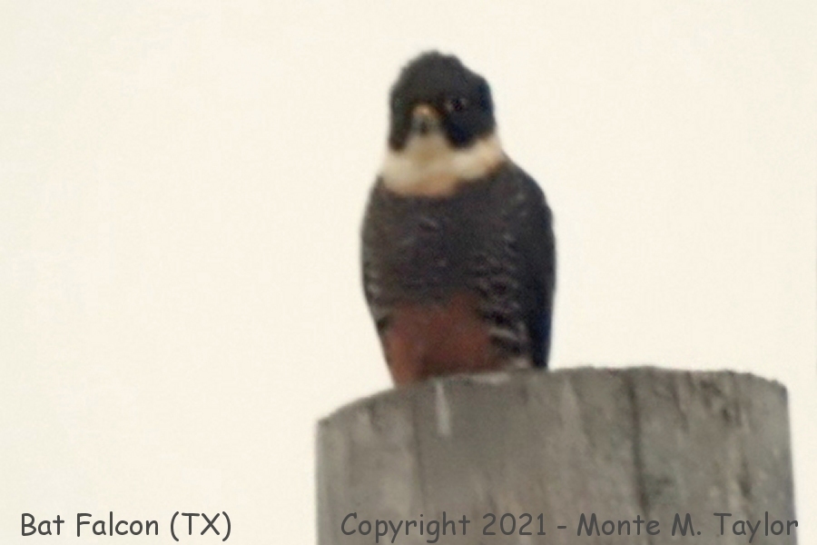 Bat Falcon -Dec 28th, 2021- (Santa Ana National Wildlife Refuge, Texas)