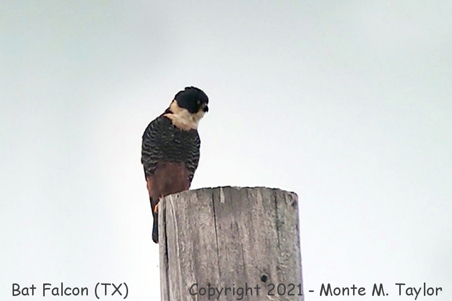 Bat Falcon -Dec 28th, 2021- (Santa Ana National Wildlife Refuge, Texas)