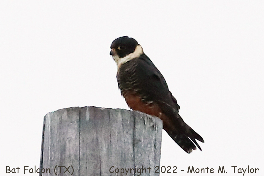 Bat Falcon -Jan 7th, 2022- (Santa Ana National Wildlife Refuge, Texas)