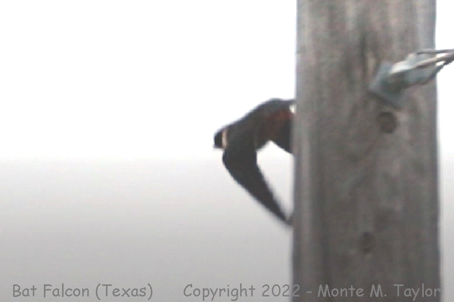 Bat Falcon -Jan 6th, 2022- (Santa Ana National Wildlife Refuge, Texas)