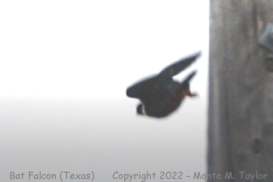 Bat Falcon -Jan 6th, 2022- (Santa Ana National Wildlife Refuge, Texas)