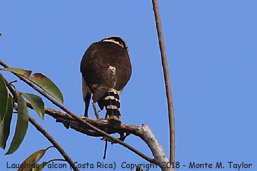 Laughing Falcon -winter- (Costa Rica)