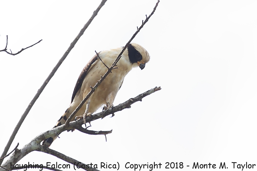 Laughing Falcon -winter- (Costa Rica)
