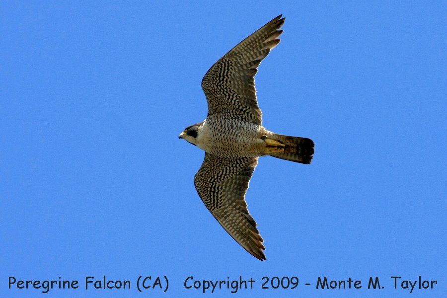 Peregrine Falcon -spring adult male- (San Pedro, California)