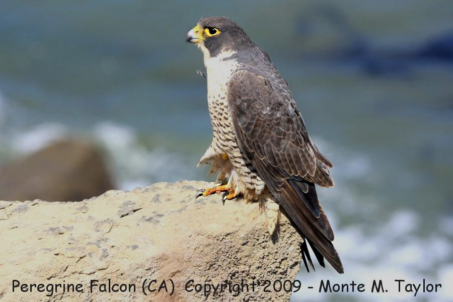 Peregrine Falcon -spring adult- (San Pedro, California)