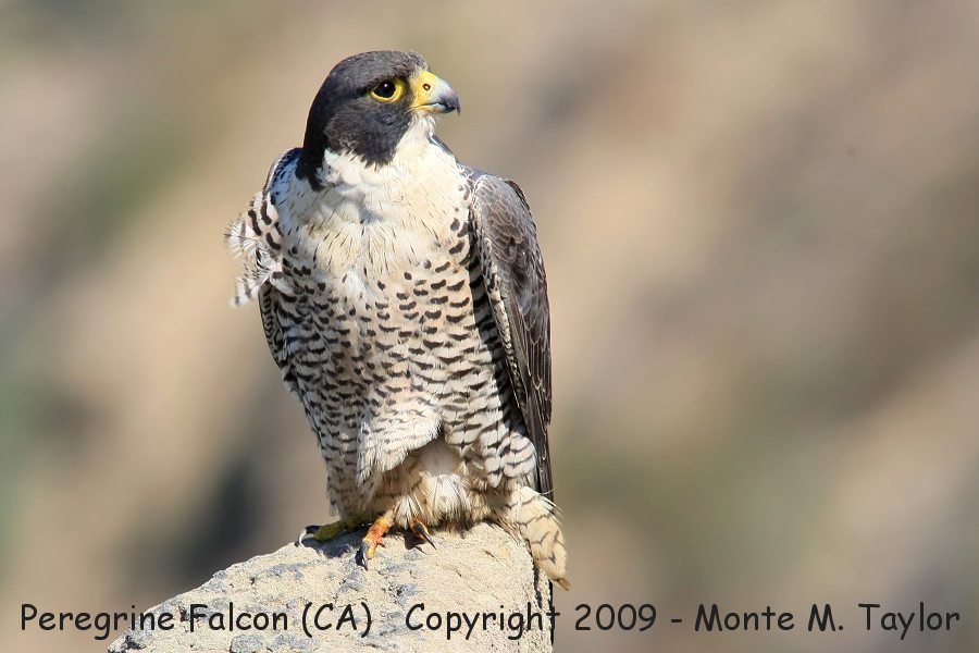 Peregrine Falcon -adult male- (San Pedro, California)