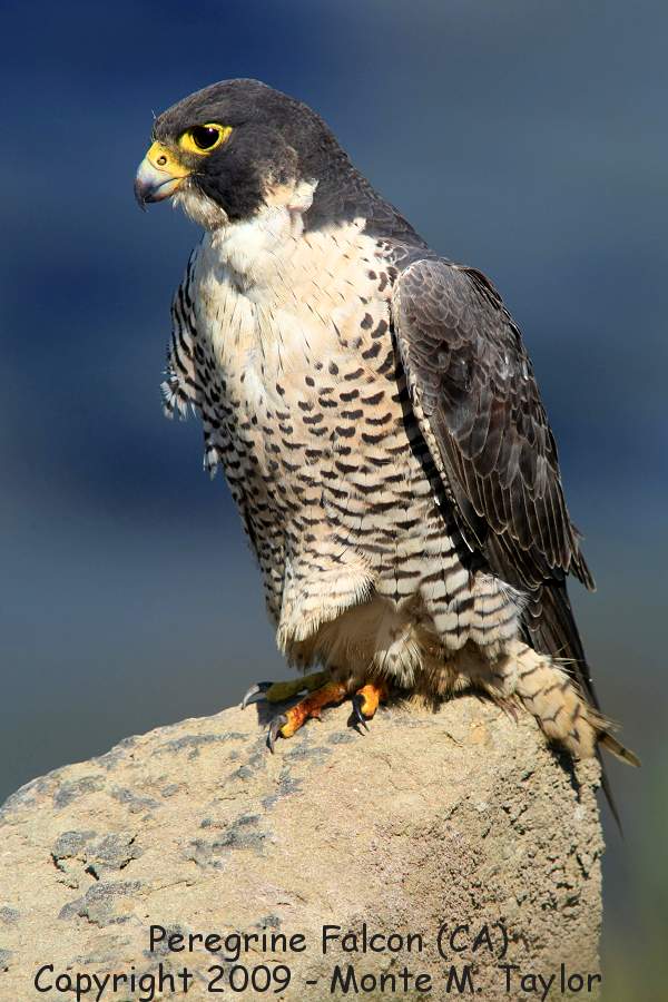 Peregrine Falcon -adult- (San Pedro, California)