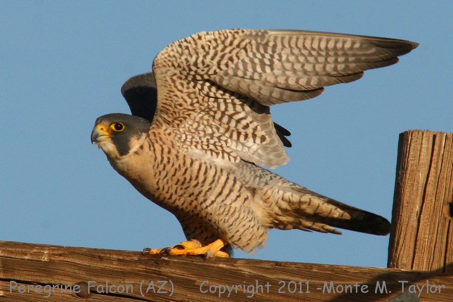 Peregrine Falcon -winter male- (Arizona)