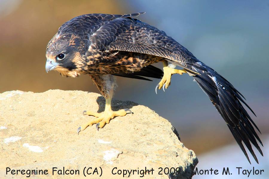 Peregrine Falcon -fledgling male- (San Pedro, California)