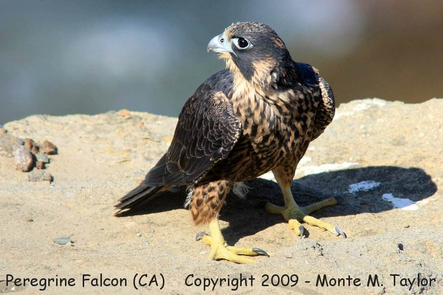 Peregrine Falcon -fledgling male- (San Pedro, California)