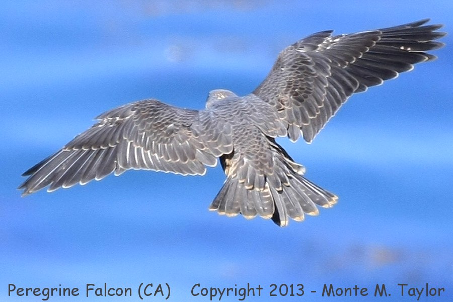 Peregrine Falcon -spring adult- (San Pedro, California)