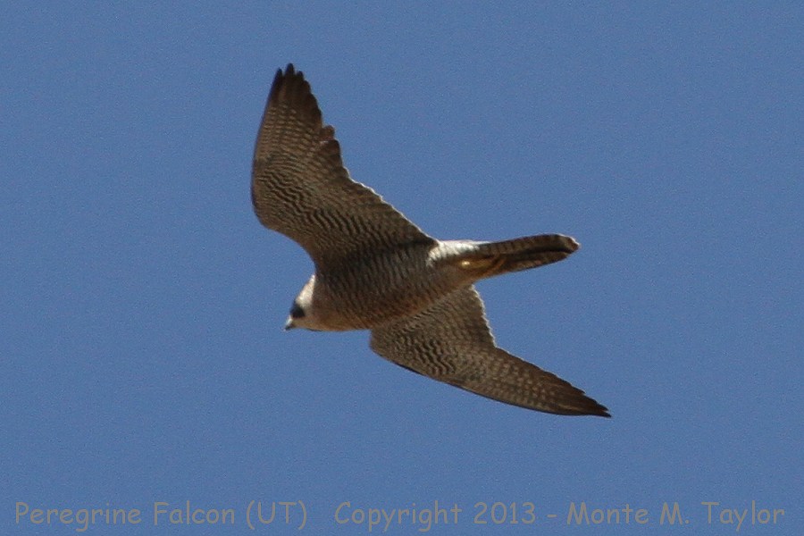 Peregrine Falcon -spring- (Utah)