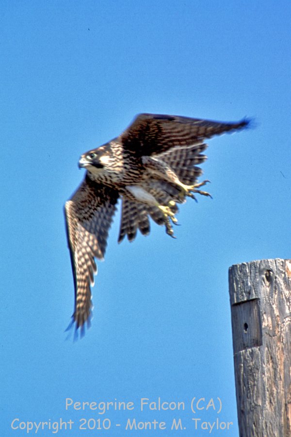 Peregrine Falcon -winter juvenal- (California)