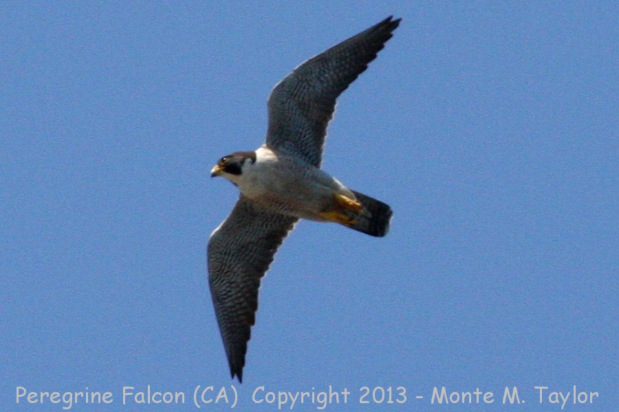 Peregrine Falcon -winter- (California)