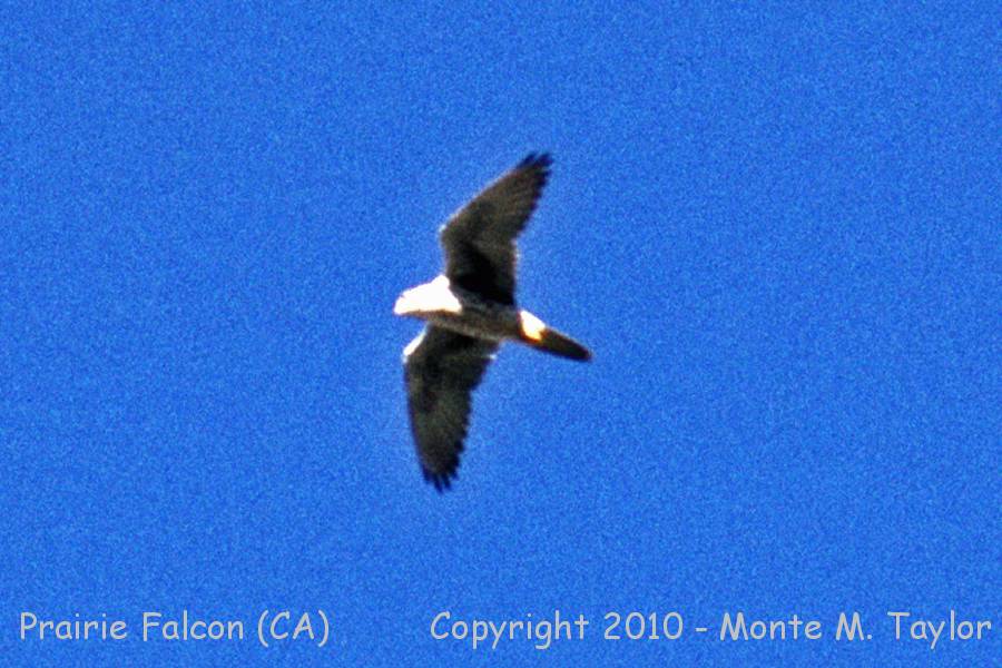 Prairie Falcon -fall- (California)