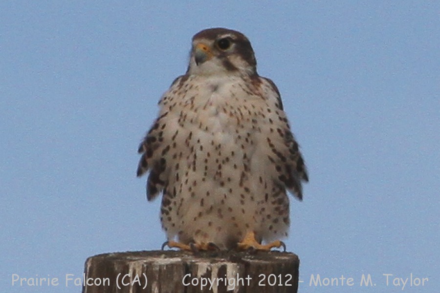 Prairie Falcon -fall- (California)