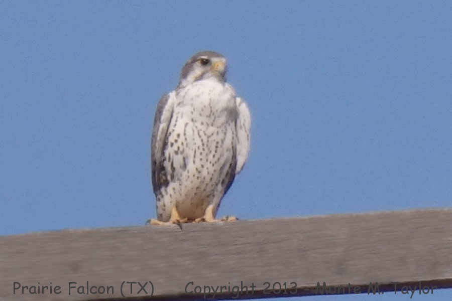 Prairie Falcon -fall- (Texas)
