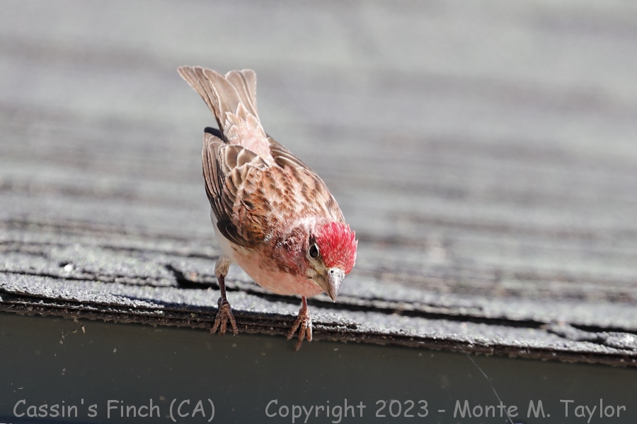 Cassin's Finch -spring male- (California)