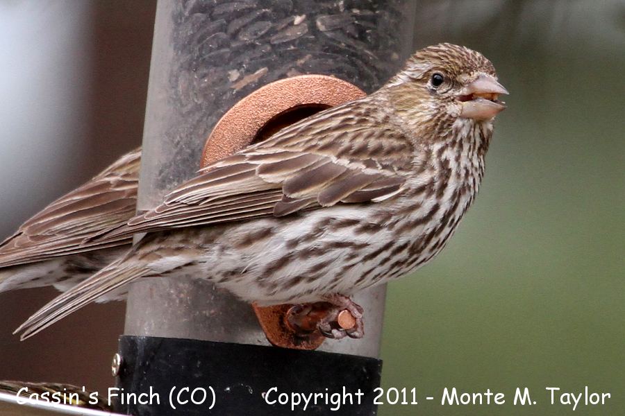 Cassin's Finch -spring female- (Colorado)