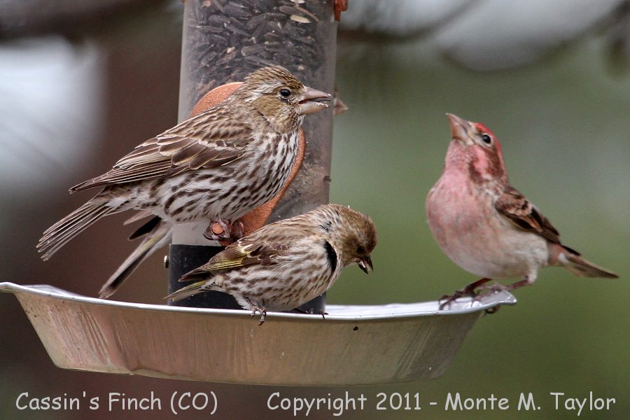 Cassin's Finch -spring female w/male to right- (Colorado)