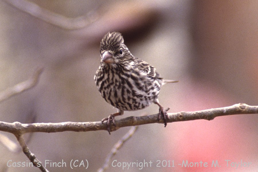 Cassin's Finch -winter female- (California)